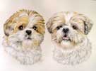 Double portrait des Shih-Tzu Nitsan et Nova